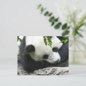 Carte postale Cute Panda (Debout devant)