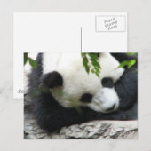 Carte postale Cute Panda (Devant / Derrière)