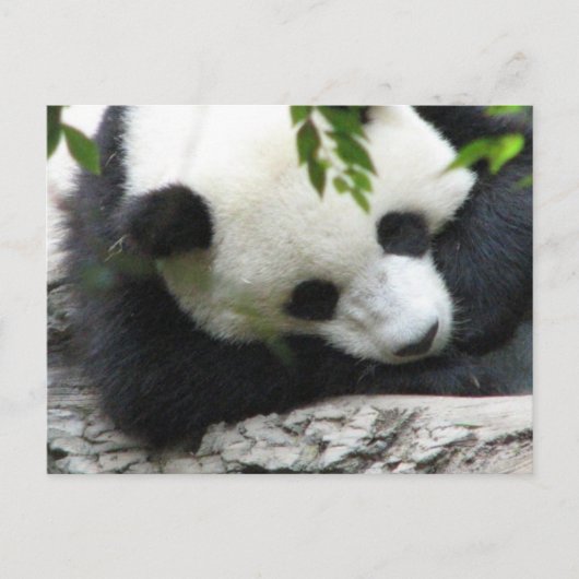 Carte postale Cute Panda (Devant)