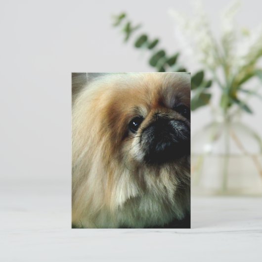 Carte postale Cute Pekingese (Debout devant)