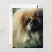 Carte postale Cute Pekingese (Devant / Derrière)