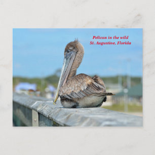 Carte Postale Cute Pelican Resing