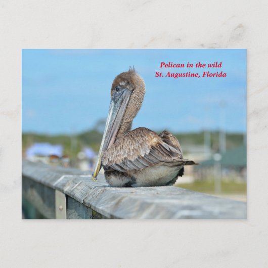 Carte Postale Cute Pelican Resing (Devant)