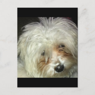 Carte Postale Cute Petit Casper