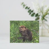Carte Postale Cute Petit Castor (Debout devant)