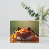 Carte Postale Cute Petite Grenouille Nature Amphibienne (Debout devant)