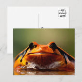 Carte Postale Cute Petite Grenouille Nature Amphibienne (Devant / Derrière)