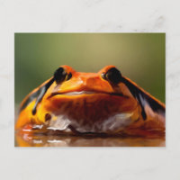 Cute Petite Grenouille Nature Amphibienne
