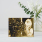 Carte Postale Cute Pomeranian (Debout devant)