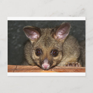 Carte Postale Cute Posum australien