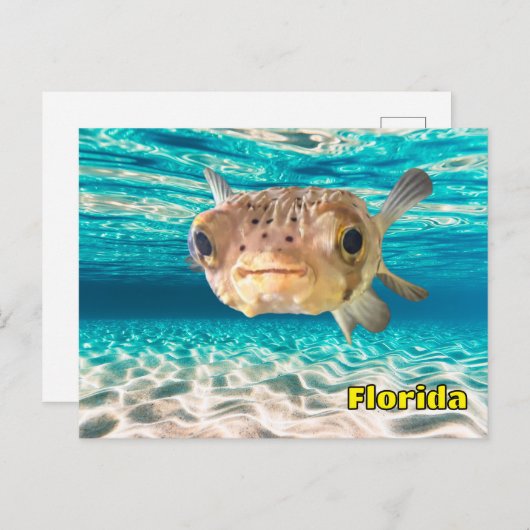 Carte Postale Cute Puffer Fish dans l'océan Pacifique sous l'eau (Devant / Derrière)