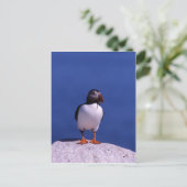 Carte postale Cute Puffin (Debout devant)