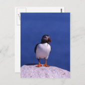 Carte postale Cute Puffin (Devant / Derrière)