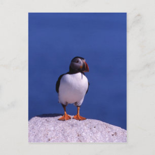 Carte postale Cute Puffin