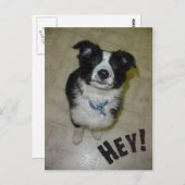 Carte postale Cute Pup (Devant / Derrière)