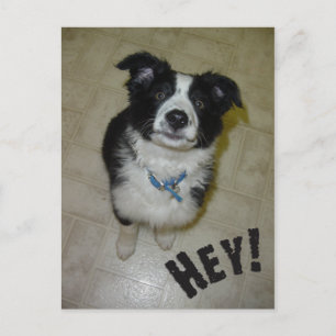 Carte postale Cute Pup