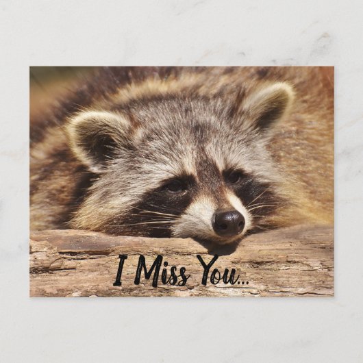 Carte Postale Cute Raccoon (Devant)