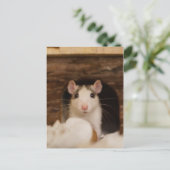 Carte Postale Cute rat (Debout devant)