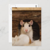 Carte Postale Cute rat (Devant / Derrière)