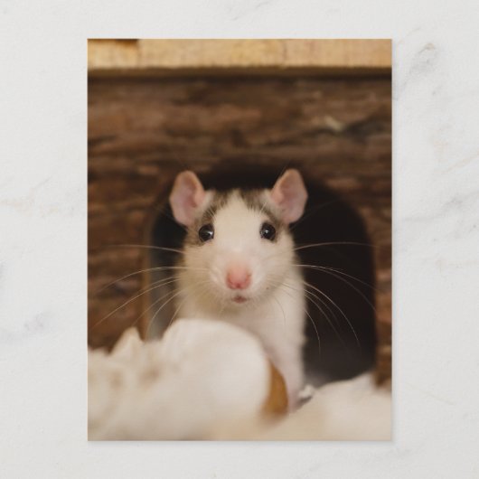 Carte Postale Cute rat (Devant)