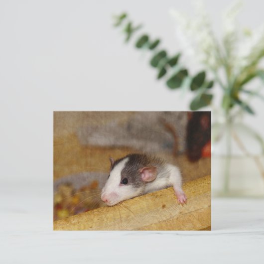 Carte Postale Cute rat (Debout devant)