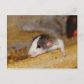 Carte Postale Cute rat (Devant)