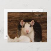 Carte Postale Cute rat (Devant / Derrière)