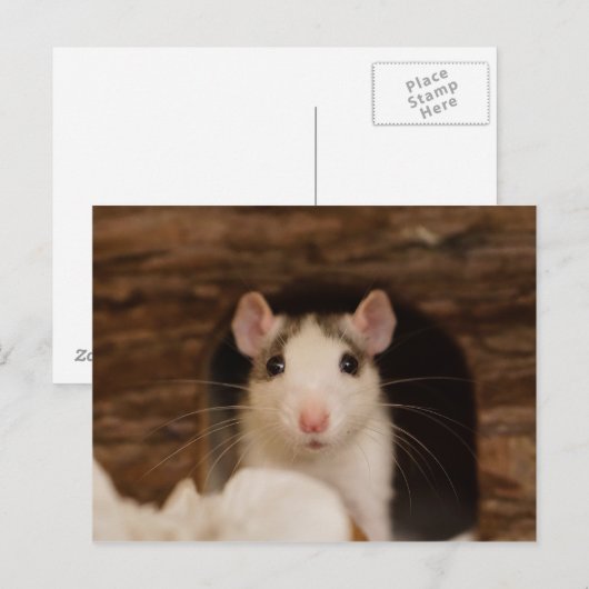 Carte Postale Cute rat (Devant / Derrière)