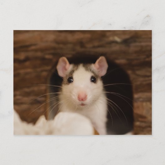 Carte Postale Cute rat (Devant)