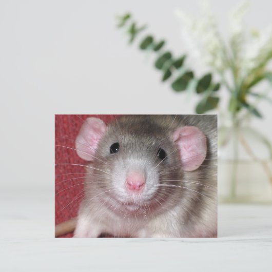 Carte Postale Cute rat Dumbo (Debout devant)