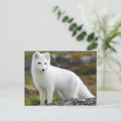 Carte Postale Cute renard arctique (Debout devant)