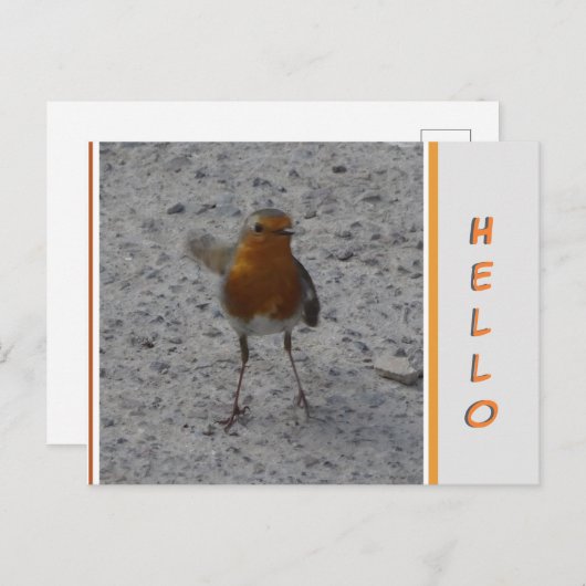 Carte postale Cute Robin HELLO (Devant / Derrière)