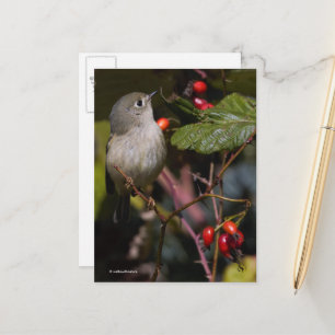 Carte Postale Cute Rouby-Crowned Kinglet Songbird sur Bush