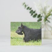 Carte Postale Cute Scottish Terrier (Debout devant)