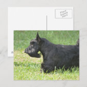 Carte Postale Cute Scottish Terrier (Devant / Derrière)