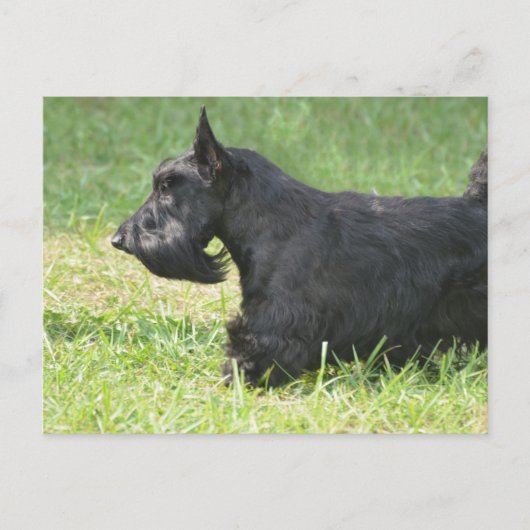 Carte Postale Cute Scottish Terrier (Devant)