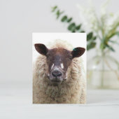 CARTE POSTALE CUTE SHEEP (Debout devant)
