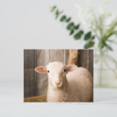 Carte Postale Cute Sheep (Debout devant)