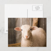 Carte Postale Cute Sheep (Devant / Derrière)