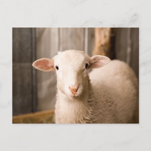 Carte Postale Cute Sheep (Devant)