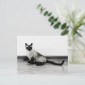 Carte Postale CUTE Siamese Portrait de chat (Debout devant)