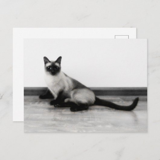 Carte Postale CUTE Siamese Portrait de chat (Devant / Derrière)