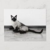Carte Postale CUTE Siamese Portrait de chat (Devant)