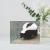 Carte postale Cute Skunk (Debout devant)