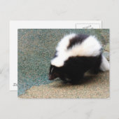 Carte postale Cute Skunk (Devant / Derrière)