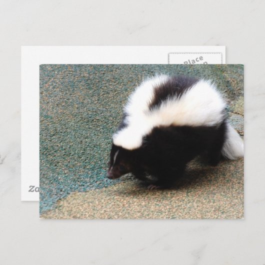 Carte postale Cute Skunk (Devant / Derrière)