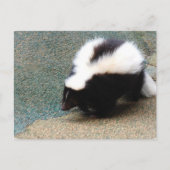 Carte postale Cute Skunk (Devant)