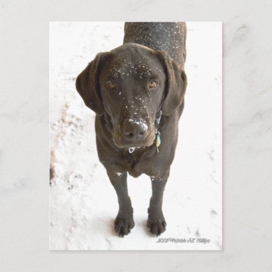 Carte Postale Cute Snow Sprinted Chocolate Lab (Devant)