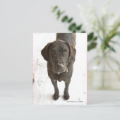 Carte Postale Cute Snow Sprinted Chocolate Lab (Debout devant)