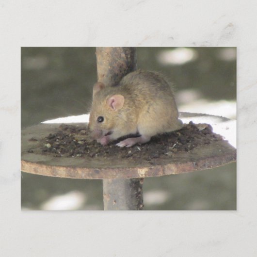 Carte Postale Cute Souris Sneaking a Repas (Devant)